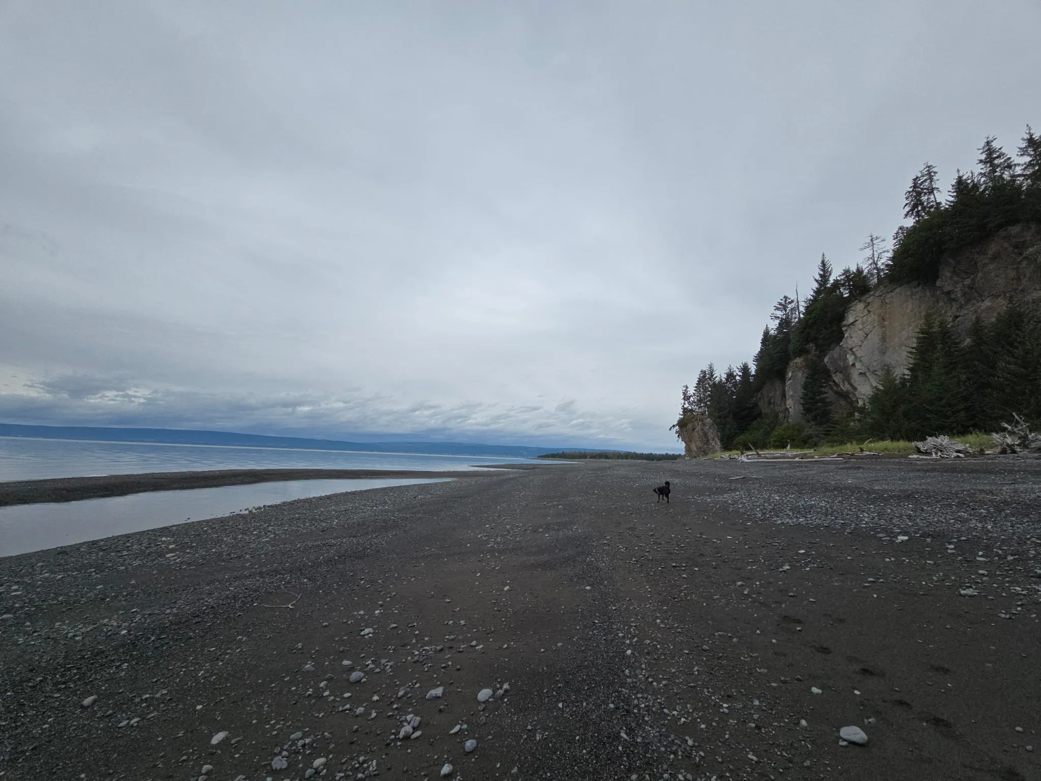 A dog on a wide gravel Alaska beach beneath a forested sea cliff under soft gray light