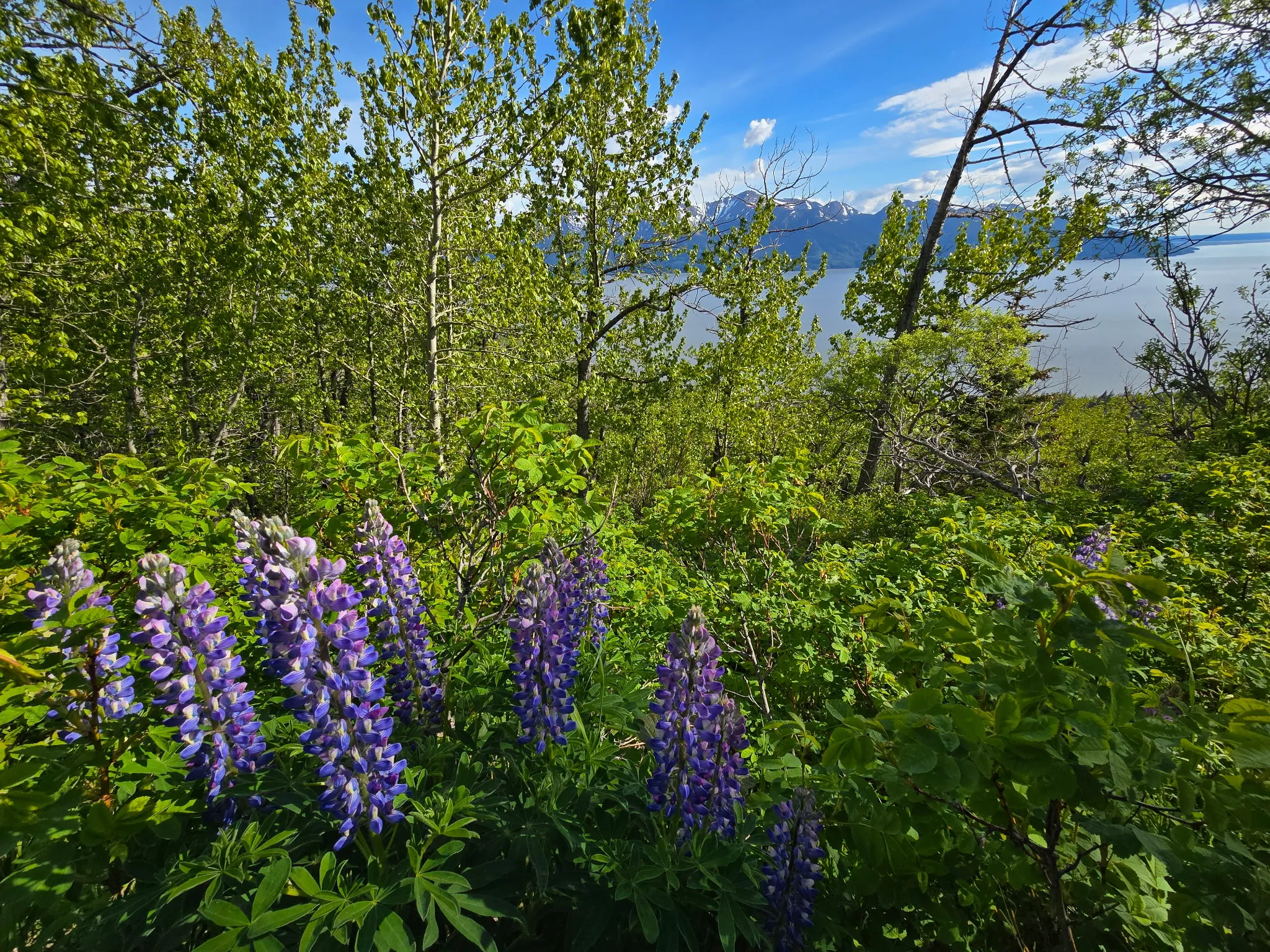 Wild lupine blooming on a bluff over the inlet
